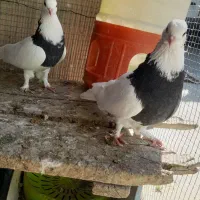 کبوتر|پرنده|جم, |دیوار