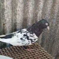 کبوتر سینه سیاه