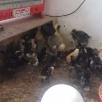 جوجه مرغ