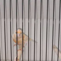 قناری ماده موزائیکی آماده|پرنده|بهبهان, |دیوار