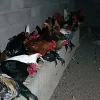 خریدوفروش غاز اردک خروس تعداد بالا|حیوانات مزرعه|گنبد کاووس, |دیوار
