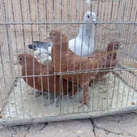 19تا کفتر نر و جوجه نر   همه جوجه خونه|پرنده|گلزار, |دیوار