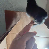 جوجه رسمی (گلپایگانی)