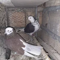 تعدادی کفتر