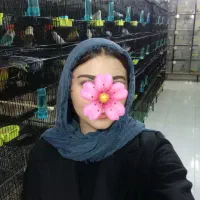 کوتوله برزیلی گرینچیک ملنگو راهب شاه طوطی پرنده|پرنده|مشهد, گاز|دیوار