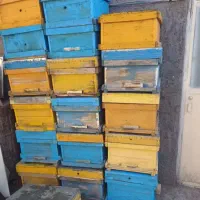 کندو زنبور عسل