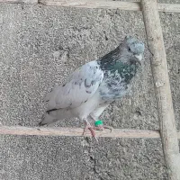 کبوتر رنگه|پرنده|مشهد, ویلاشهر|دیوار