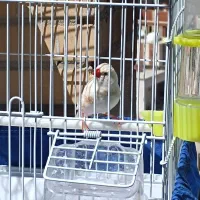 معاوضه فنچ نر سفید با خاکستری ماده