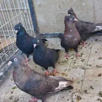 سیاه و تافته ای بهبهونی بزن