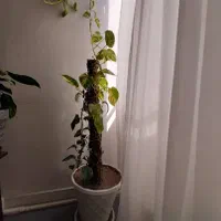 پیوست و آگلونما|گل و گیاه طبیعی|تهران, جوادیه تهرانپارس|دیوار
