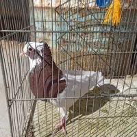 طوق سرخ|پرنده|طسوج, |دیوار