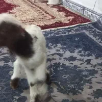 بره|حیوانات مزرعه|حمیل, |دیوار