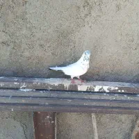 کفتر