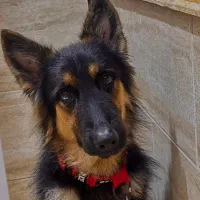 ژرمن کینگ نر ۲۰ ماه