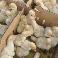 فروش انواع جوجه گوشتی راس گلپا بوقلمون بیوتی۶