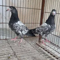 کبوتر جوجه تیدی هیچ بند