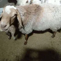قوچ سرحال اماده تخم گرفتن نسلگیری گوشتی