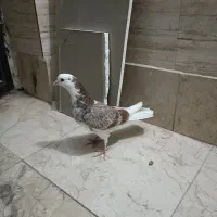 کفتر شازده|پرنده|فردیس, شهرک ناز|دیوار