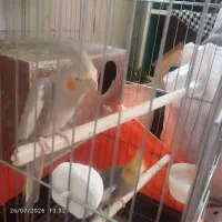 عروس هلندی مولد