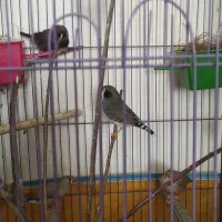 دو جفت فنج تمیز