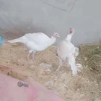 بوقلمون سفید|حیوانات مزرعه|یزد, |دیوار