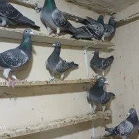 دوبر گیلانده|پرنده|اردبیل, |دیوار