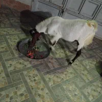 کهره نر یک ساله لنگ سه قلو