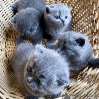 فروش گربه اسکاتیش اصیل و سلامت