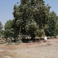 باغ ۲۰ هکتاری سندتکبرگ پروانه چاه ششدانگ