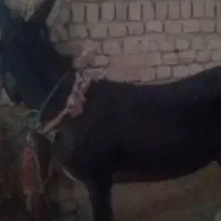 فروش کره الاغ ماده نزاییده دو ساله