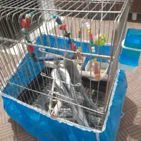 عروس هلندی سه ماه نر و ماده نمیدونم|پرنده|پیشوا, |دیوار