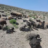 بز درجه یک محلی