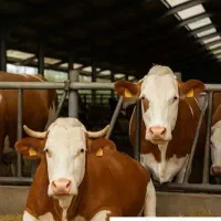 استخدام کارگر گاوداری