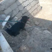 نجات ژرمن|سگ|قشم, |دیوار