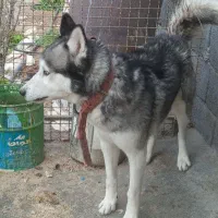 سگ هاسکی نر و ماده