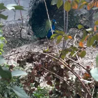 طاووس بالغ|پرنده|شاهرود, |دیوار