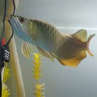 ماهی اکواریوم اروانا گلدن ۲۴k|ماهی|کرمان, |دیوار