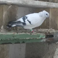دوعدد کبوتر شامی سفید