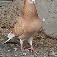 خ یاهو زرد یا کلون زرد