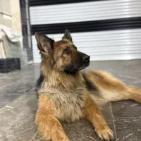 سگ ژرمن