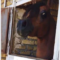 سیلمی پومااکسین|اسب و تجهیزات اسب‌سواری|شوش, |دیوار