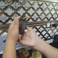 مرغ مینا|پرنده|قدس, شهر‌قدس|دیوار