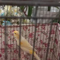 قناری نر وماده طلایی