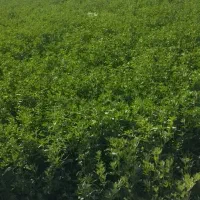 یونجه خشک چین چهار 1000من کا لوبیا هم موجوده 400