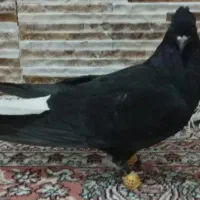 کبوتر