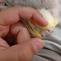 عروس هلندی سخنگو