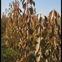 نهال سیب رندرز تضمینی آماده تحویل