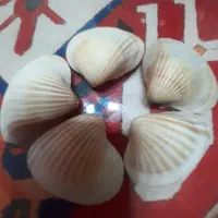 صدف دریایی دوکفه ای