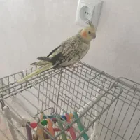 عروس هلندی ماده اهلی قیمت ۱۰۰۰۰یک میلیون تومان|پرنده|دیواندره, |دیوار