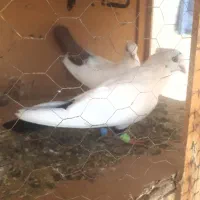 کبوتردمبی